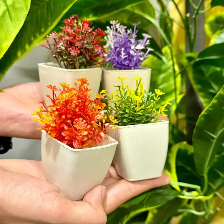 PetalPots Mini Succulent Set